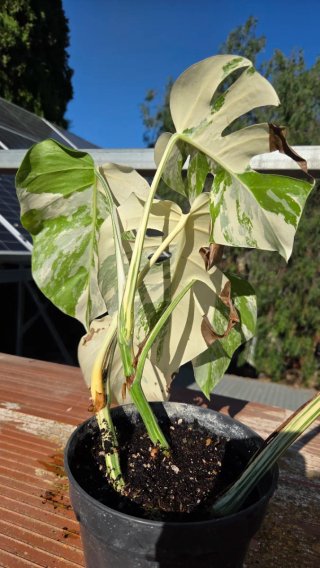 Monstera Albo Variegata