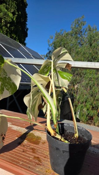 Monstera Albo Variegata