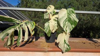 Monstera Albo Variegata