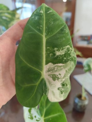 Alocasia Frydek Variegada