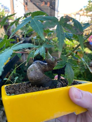 Arce palmatum bonsai