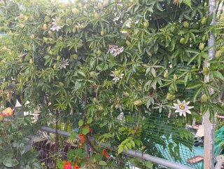 Semillas Flor Pasión (Passiflora)