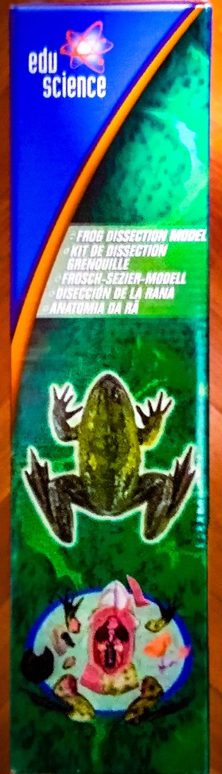 Juego de Disección de Rana