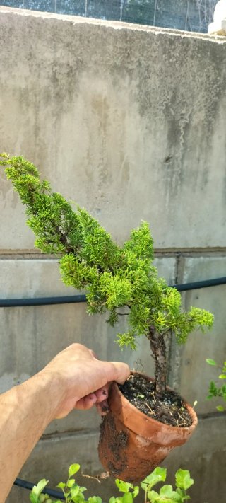 Bonsai Juniperus Itoigawa (Pre-Bonsai)