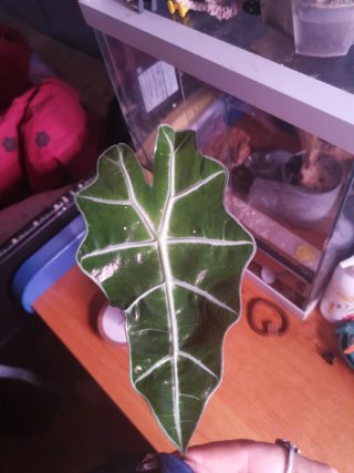 Alocasia Polly Mint Variegata
