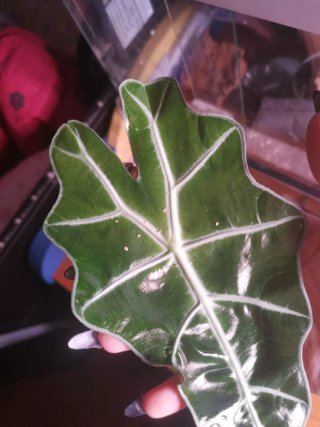 Alocasia Polly Mint Variegata