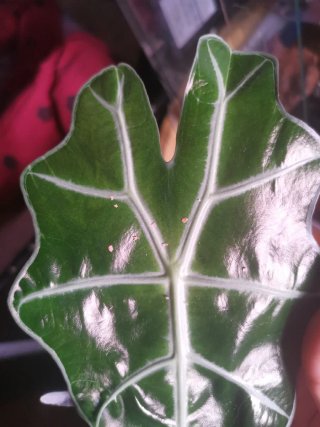 Alocasia Polly Mint Variegata