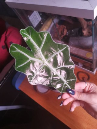 Alocasia Polly Mint Variegata
