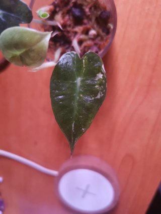 Alocasia Polly Pink