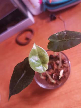 Alocasia Melo Aurea Variegata