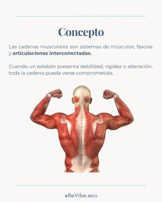 Masajista S.S. Reyes Madrid