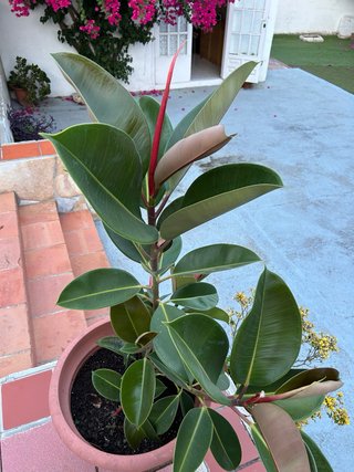 Ficus