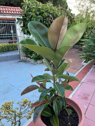 Ficus