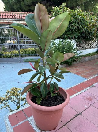 Ficus