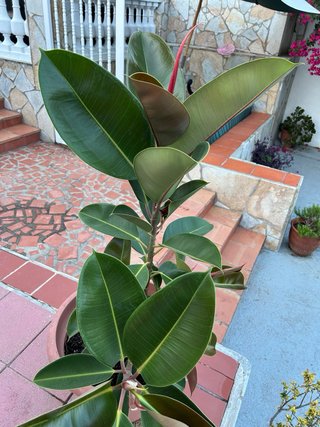 Ficus