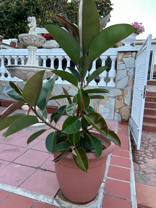 Ficus