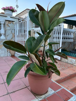 Ficus