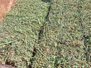 Alfalfa de calidad en paquete pequeño
