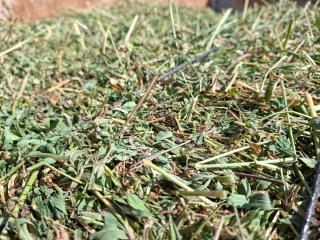 Alfalfa de calidad en paquete pequeño