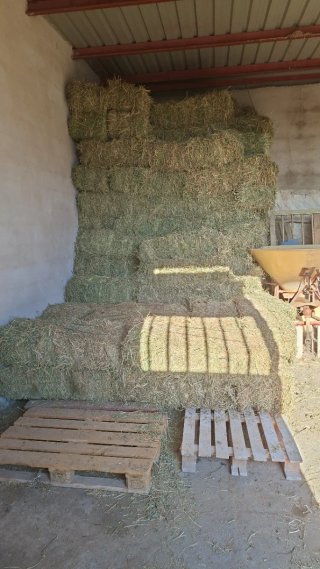 Alfalfa de calidad en paquete pequeño