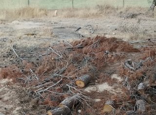 Leña de olivo y almendro