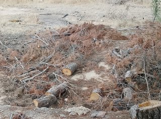 Leña de olivo y almendro