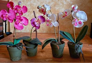 4 Orquídeas Artificiales Rosas y Blancas