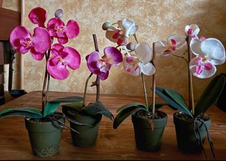 4 Orquídeas Artificiales Rosas y Blancas