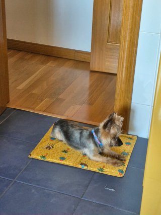 Cama fría para perro con diseño