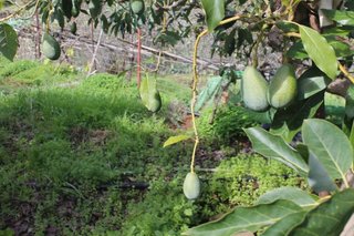 Terreno en venta en Valsequillo