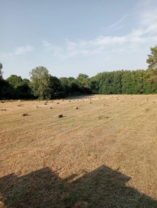Alpacas de hierba seca