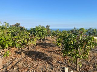 Finca de mangos y aguacates en TORROX.