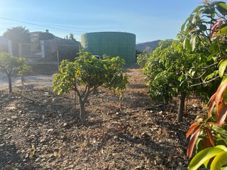 Finca de mangos y aguacates en TORROX.