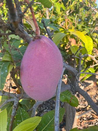 Finca de mangos y aguacates en TORROX.