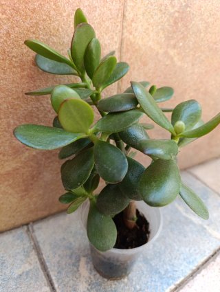 Planta de Jade