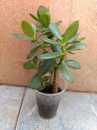 Planta de Jade