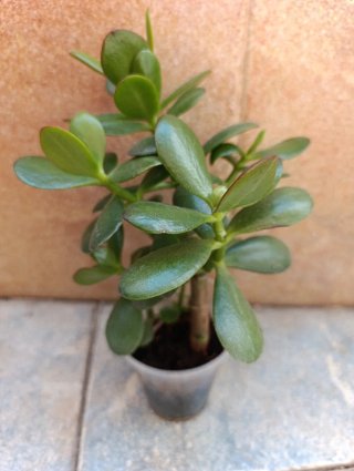 Planta de Jade