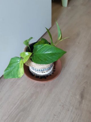 Planta Potus + regalo plato cerámica 21cm