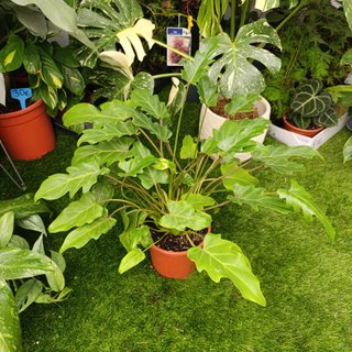 Philodendron Xanadu