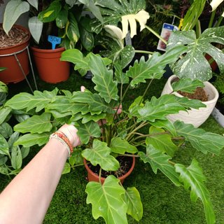 Philodendron Xanadu