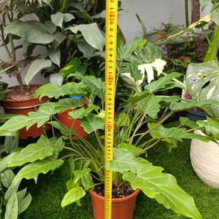 Philodendron Xanadu