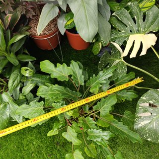 Philodendron Xanadu