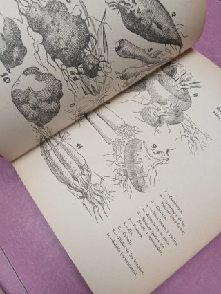 Medicina Naturista de urgencia