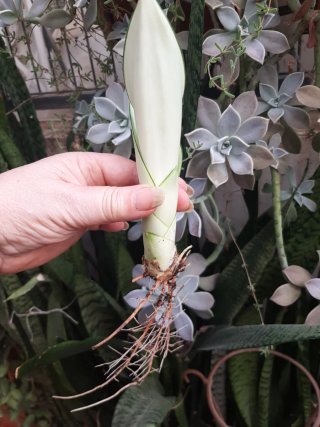 Sansevieria Moonshine Planta