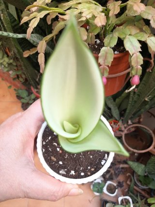 Sansevieria Moonshine Planta
