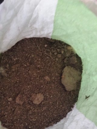 Gallinaza compostada