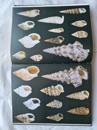 Il grande libro delle conchiglie del mondo