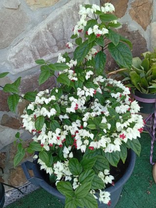 Clerodendro (Flor de Lagrima)