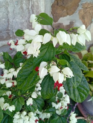 Clerodendro (Flor de Lagrima)