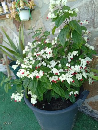 Clerodendro (Flor de Lagrima)